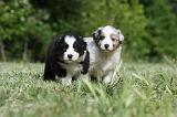 BERGER AUSTRALIEN PUPPIES 327